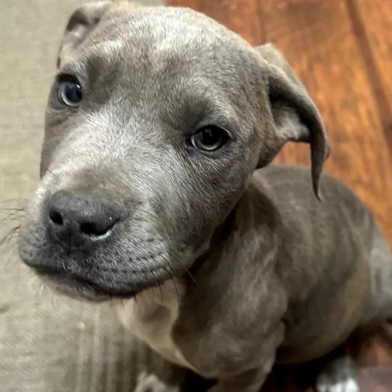 A baby medium-sized male Pit Bull Terrier dog named Crowley for adoption in Fenton, MI