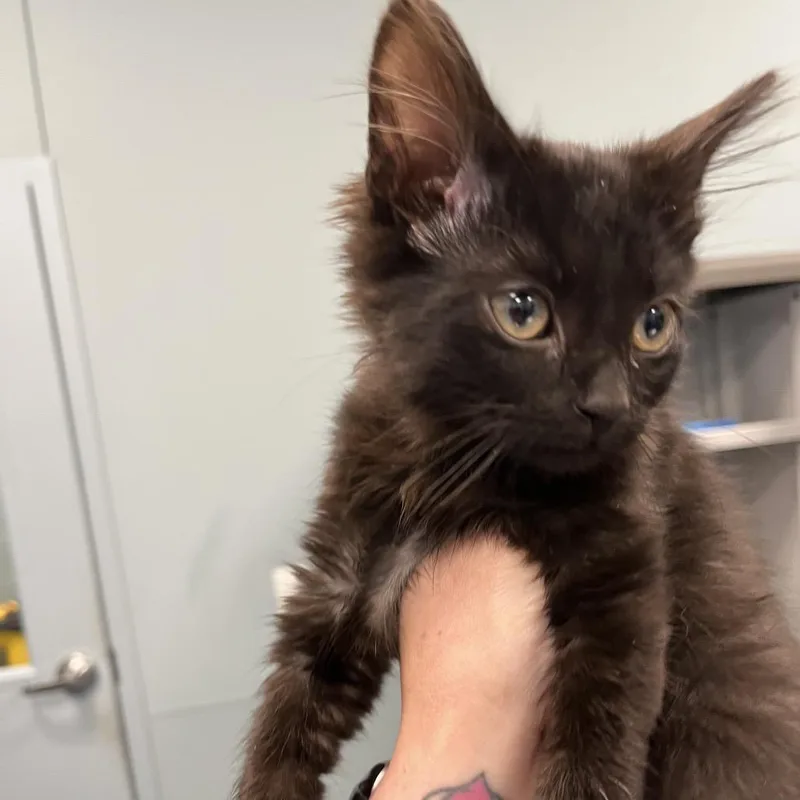 A baby small-sized male Black Domestic Short Hair cat named Strawberry for adoption in Greensboro, NC