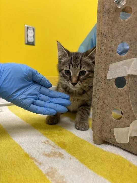 A baby small-sized male Tabby (Brown / Chocolate) Domestic Short Hair cat named Gnarly for adoption in Raleigh, NC