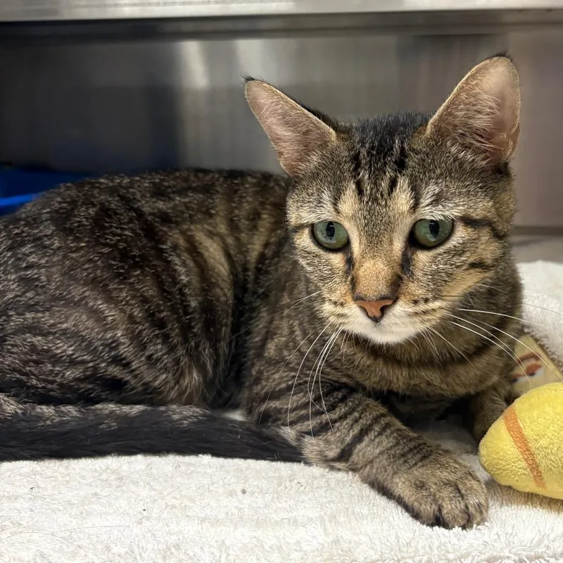 An adult large-sized female Brown / Chocolate Domestic Short Hair cat named Aretha for adoption in Springfield, IL