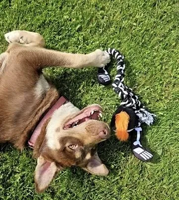 A young medium-sized female Brown / Chocolate Mixed Breed dog named Aries for adoption in Ithaca, NY