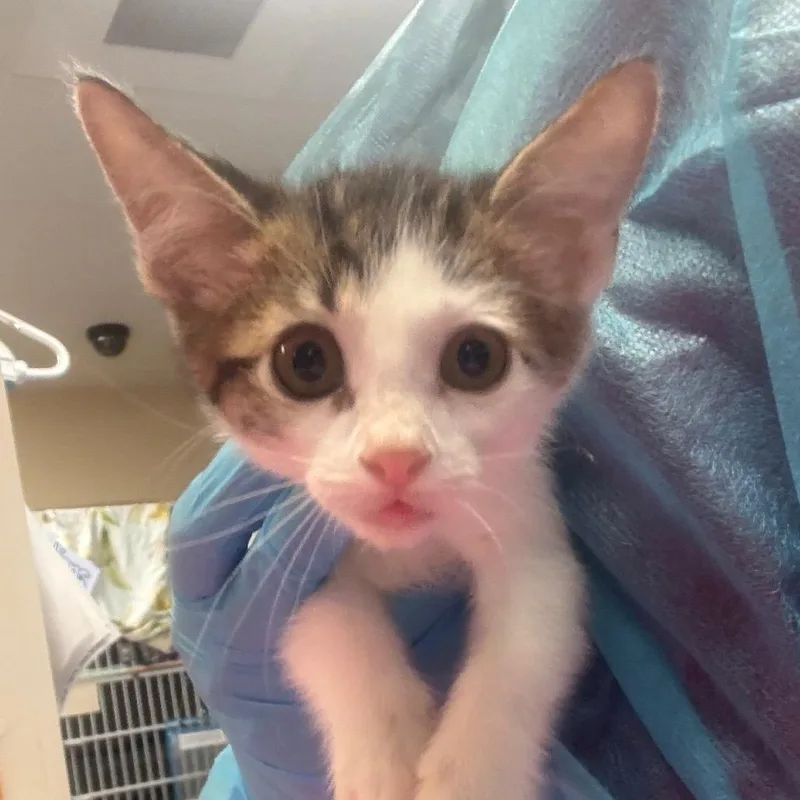 A baby small-sized female Brown / Chocolate Domestic Short Hair cat named Willow w Wildflower for adoption in Flagstaff, AZ