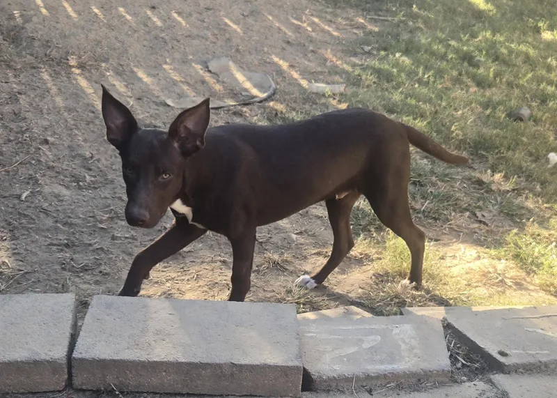 A baby medium-sized male Hound dog named Elliot for adoption in Byhalia, MS
