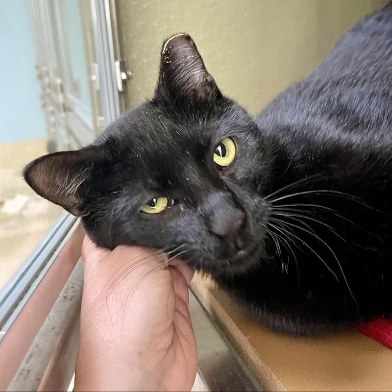 An adult medium-sized male Black Domestic Short Hair cat named Rowdy for adoption in Deerfield, IL