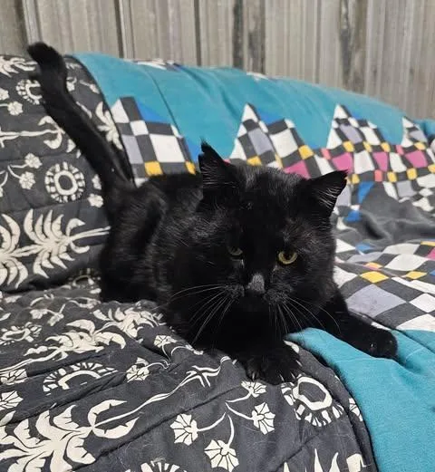 An adult medium-sized male Black Domestic Short Hair cat named Inky for adoption in Lenexa, KS