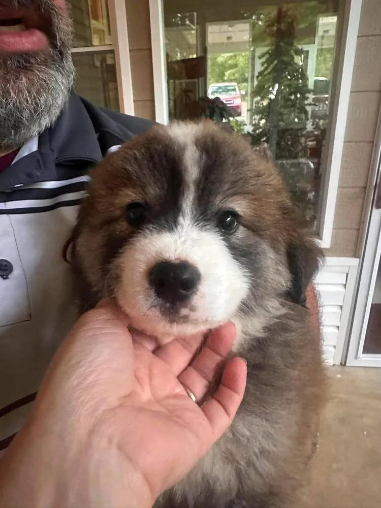 A baby large-sized male Mixed Breed dog named Mime for adoption in Groveland, MA