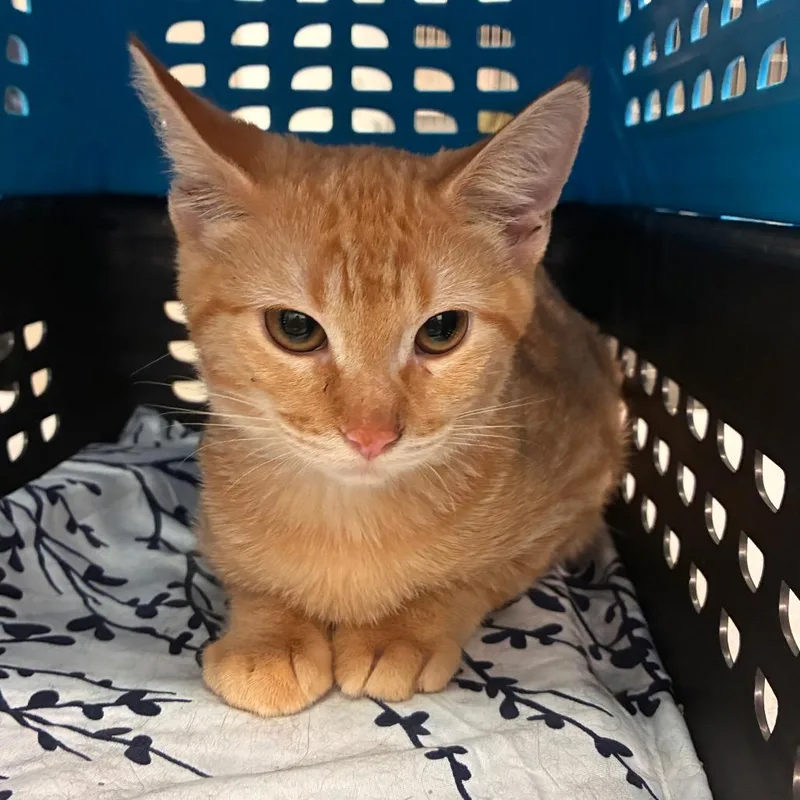 A baby small-sized male Orange / Red Domestic Short Hair cat named Lil Dude for adoption in Manhattan, KS