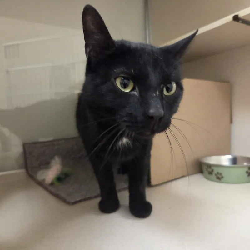 A young medium-sized male Black Domestic Short Hair cat named Zachary for adoption in Ballston Spa, NY