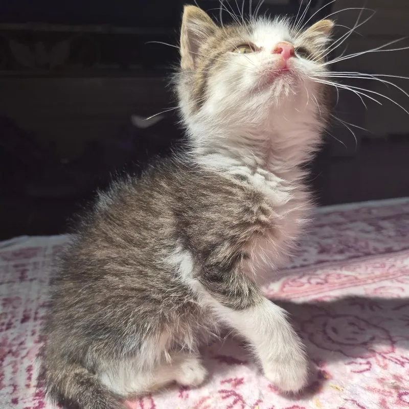 A baby small-sized female Brown / Chocolate Domestic Short Hair cat named Pip for adoption in Lexington, KY