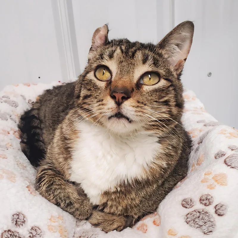 An adult medium-sized female Tabby (Brown / Chocolate) Domestic Short Hair cat named Mama for adoption in Marseilles, IL