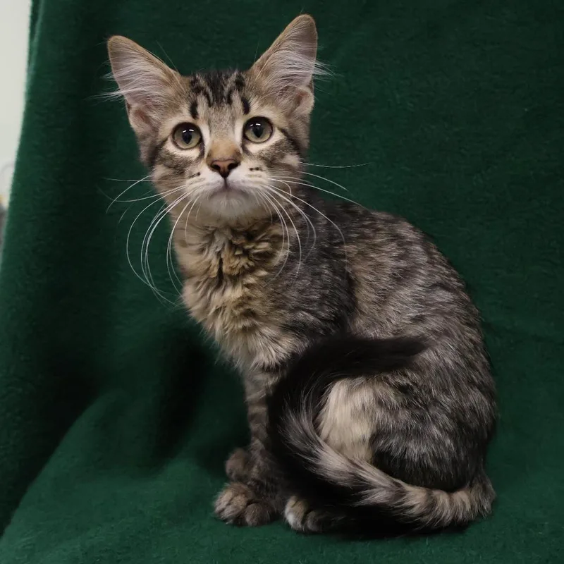 A baby small-sized female Brown / Chocolate Domestic Short Hair cat named Waffles for adoption in Saint Charles, MO
