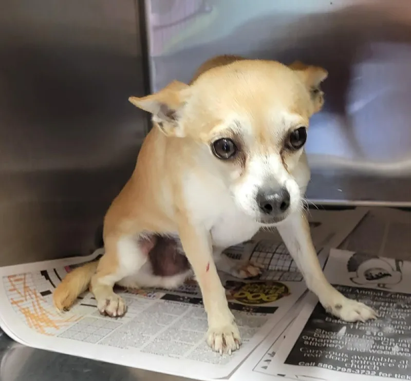 An adult small-sized male Yellow / Tan / Blond / Fawn Chihuahua dog named Luke for adoption in Van Alstyne, TX