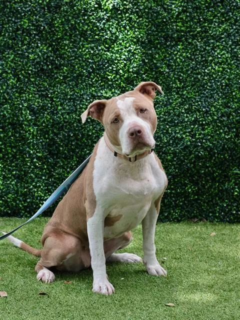 An adult medium-sized female Terrier dog named Blossom for adoption in Naples, FL