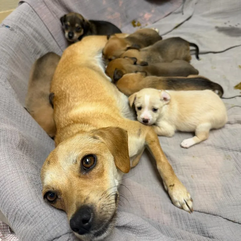 An adult small-sized female Yellow / Tan / Blond / Fawn Mixed Breed dog named Toddy for adoption in Winston Salem, NC