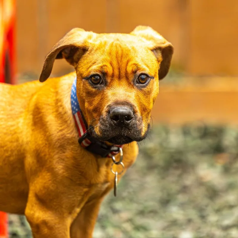 A young medium-sized male Brown / Chocolate Boxer dog named Barklava for adoption in Decatur, GA