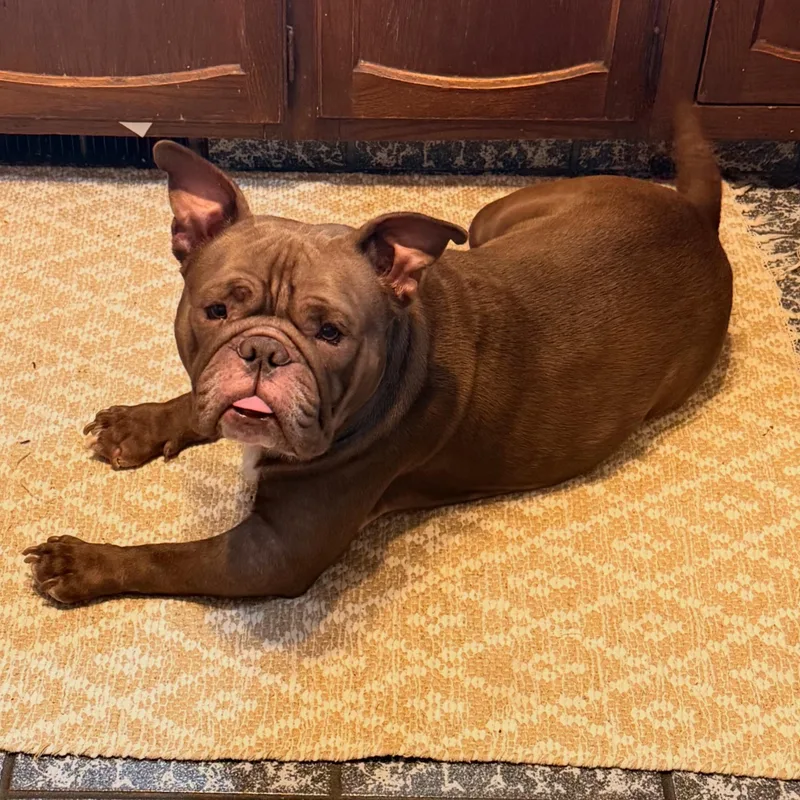 Sir Beefcake Wellington lll