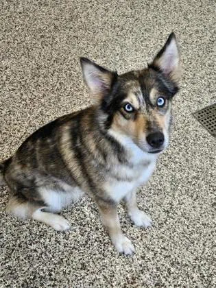 An adult medium-sized female Australian Shepherd dog named Coco for adoption in Westland, MI