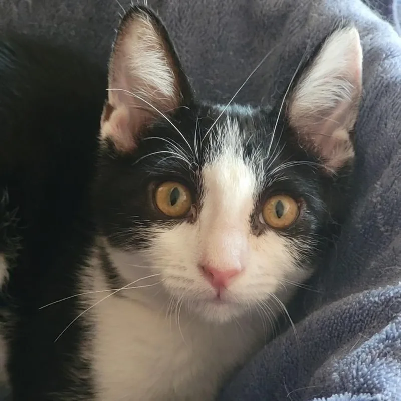 A baby small-sized male Black Domestic Short Hair cat named Berlioz for adoption in Redwood City, CA