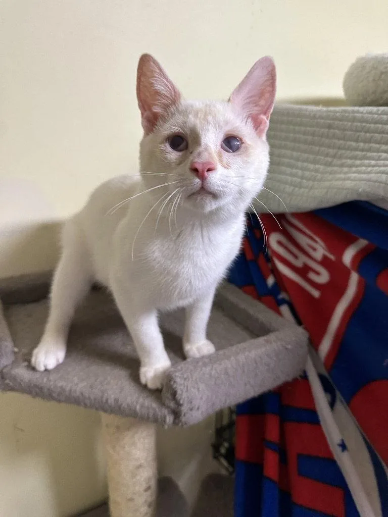 A baby medium-sized male Siamese cat named Frosty for adoption in Broomall, PA