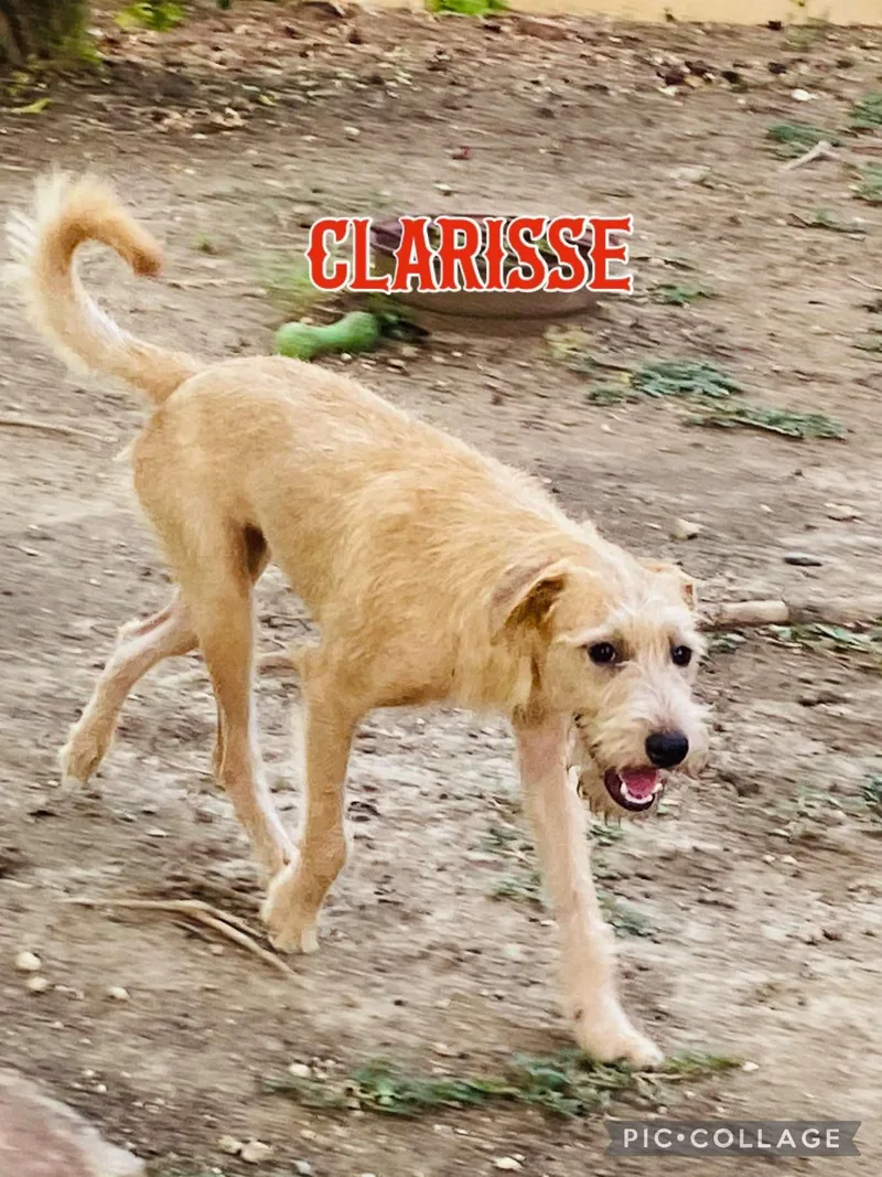 An adult medium-sized female Terrier dog named Clarisse for adoption in Villalba, PR