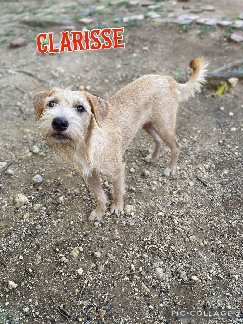 Clarisse thumbnail 2