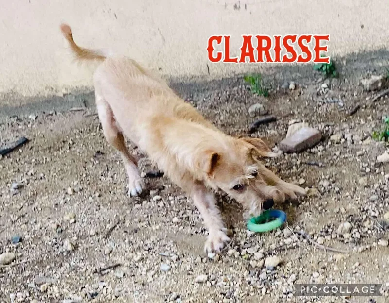 Clarisse thumbnail 3