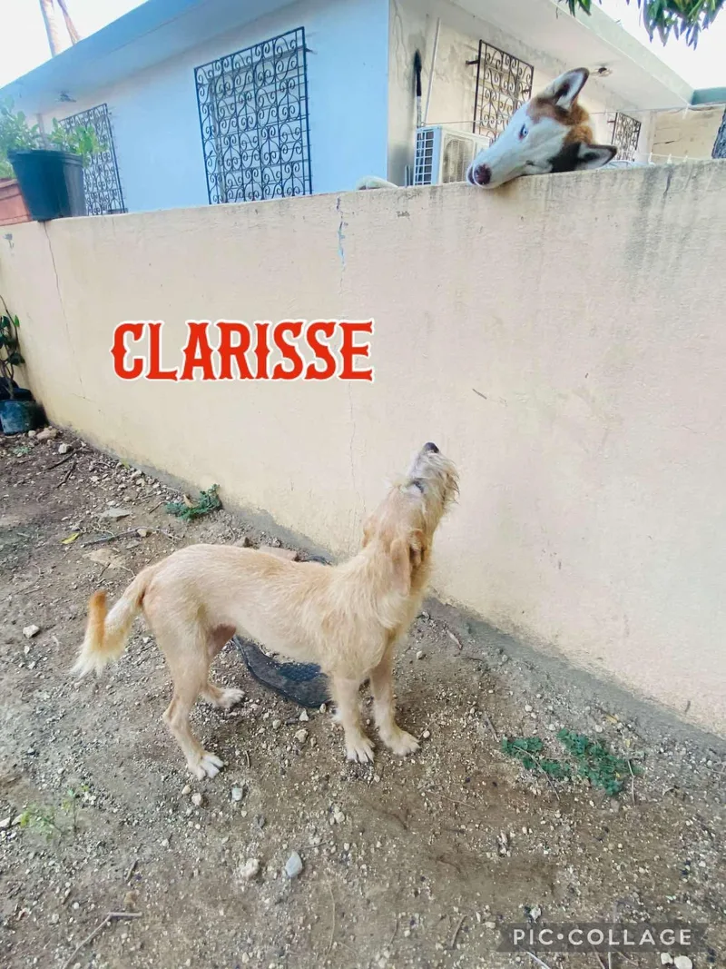 Clarisse thumbnail 4