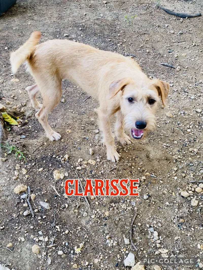 Clarisse thumbnail 5