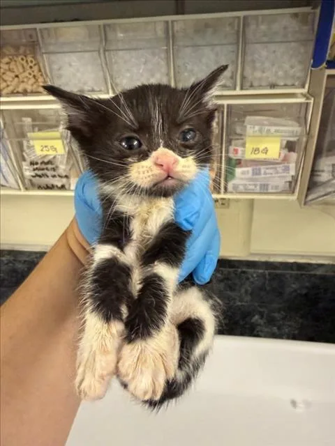 A baby medium-sized male Black & White / Tuxedo Domestic Short Hair cat named Blue for adoption in Woodland, CA
