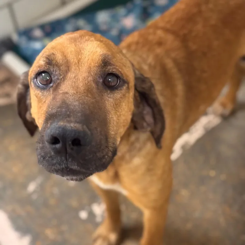 An adult medium-sized male Yellow / Tan / Blond / Fawn Hound dog named Mitch for adoption in Starkville, MS