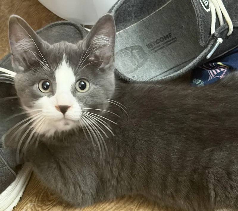 A baby medium-sized male Gray & White Domestic Short Hair cat named Captain for adoption in Peoria, IL