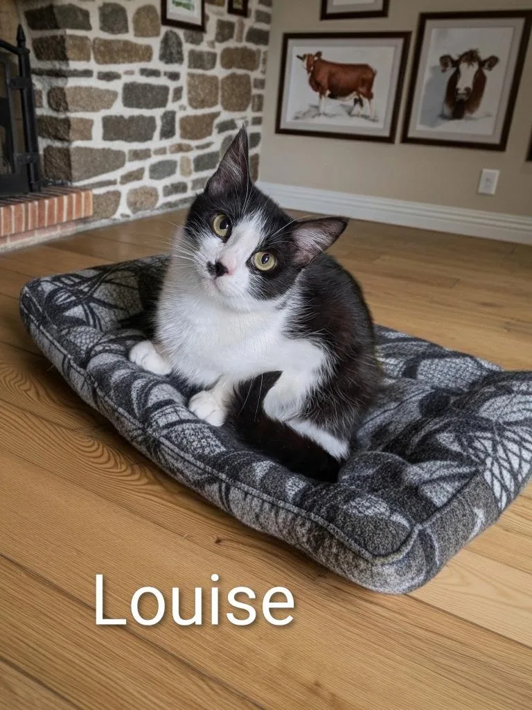 An adult medium-sized female Domestic Short Hair cat named Louise for adoption in Jim Thorpe, PA