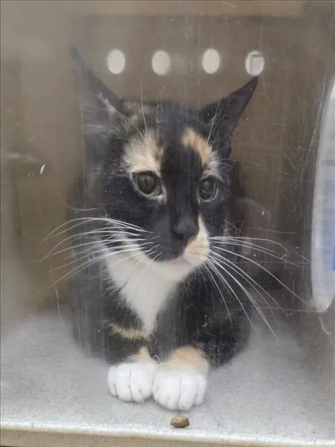 An adult medium-sized female Domestic Short Hair cat named Cherry for adoption in Derwood, MD