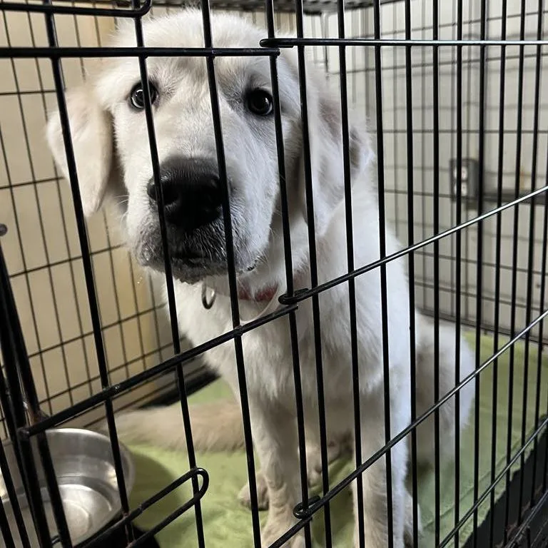 A young medium-sized female White / Cream Great Pyrenees dog named Fluff for adoption in Stephenville, TX