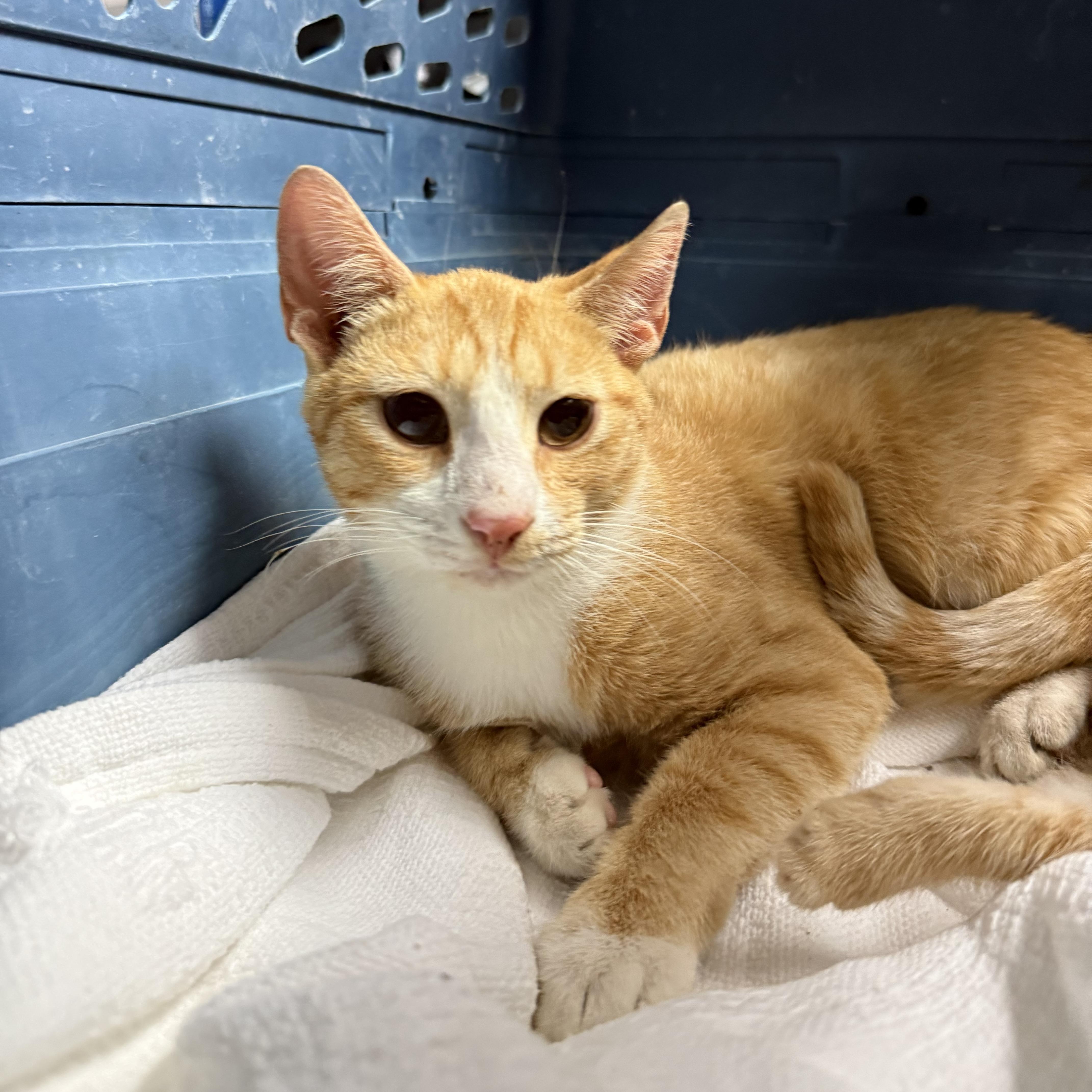 A young medium-sized male Tabby cat named Crouton Cruncher Chet for adoption in Columbia, SC