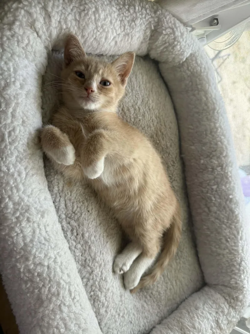 A baby medium-sized male Buff / Tan / Fawn Domestic Short Hair cat named Buff for adoption in Aberdeen, NC