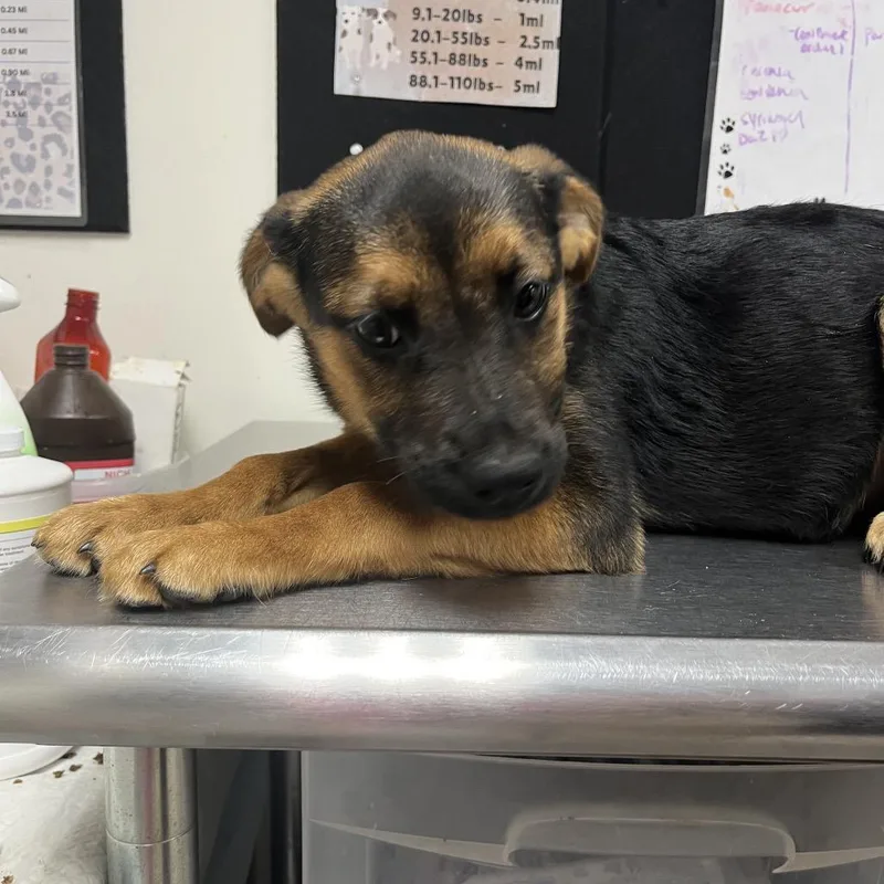 A baby small-sized female Black Shepherd dog named Dolly for adoption in Parrish, AL