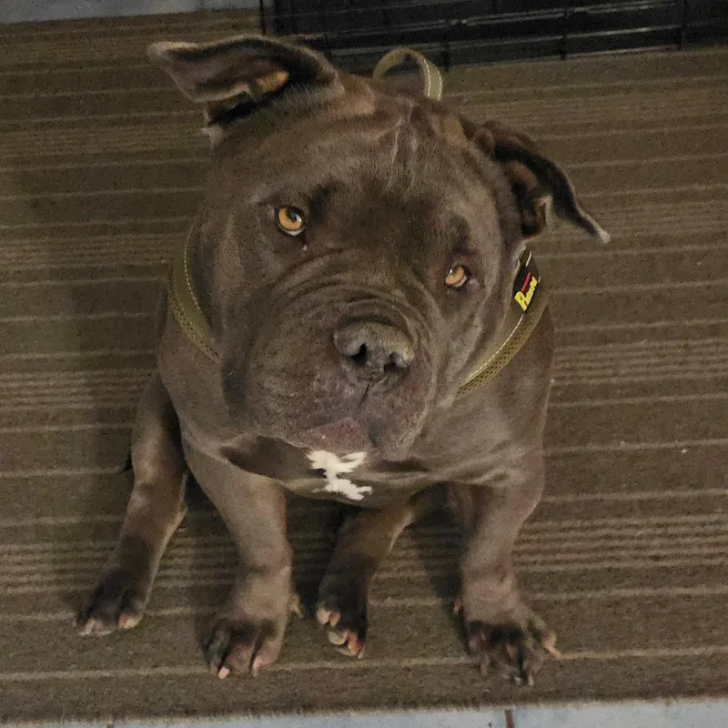 An adult large-sized female Gray / Blue / Silver English Bulldog dog named Abby for adoption in Berkeley, CA