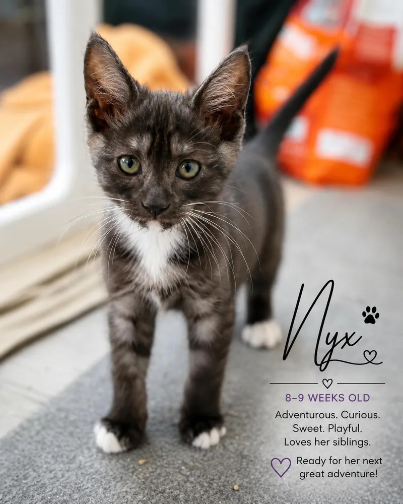 A baby medium-sized female Black & White / Tuxedo Domestic Short Hair cat named Nyx Magnus for adoption in Phoenix, AZ