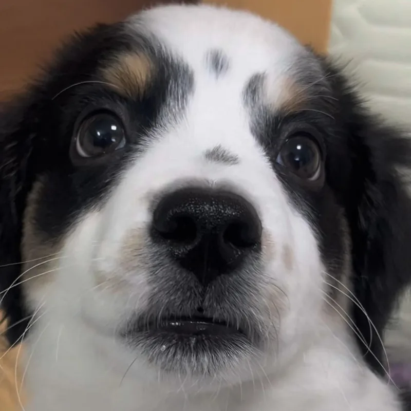 Ollie thumbnail 3