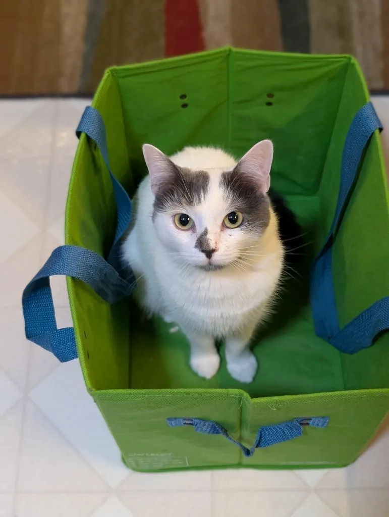 Purrtriciaf thumbnail 2