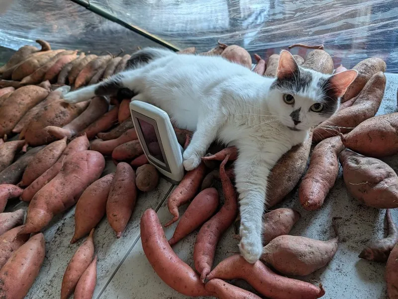 Purrtriciaf thumbnail 3