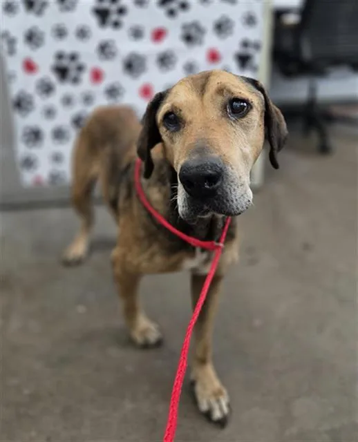 An adult large-sized male Mixed Breed dog named Canello for adoption in Dallas, TX