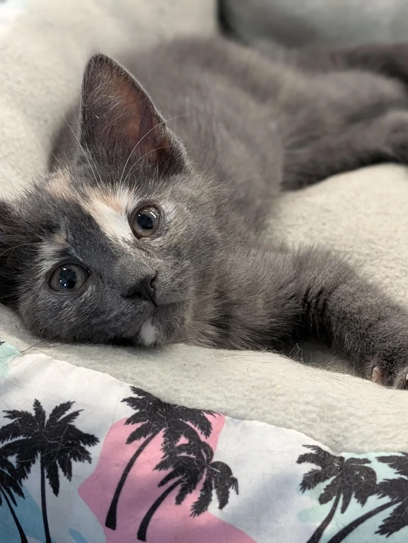 A baby medium-sized female Dilute Calico Domestic Short Hair cat named Rose for adoption in Tilton, IL
