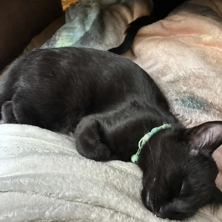 A baby medium-sized female Domestic Short Hair cat named Lady for adoption in Farmington, MN