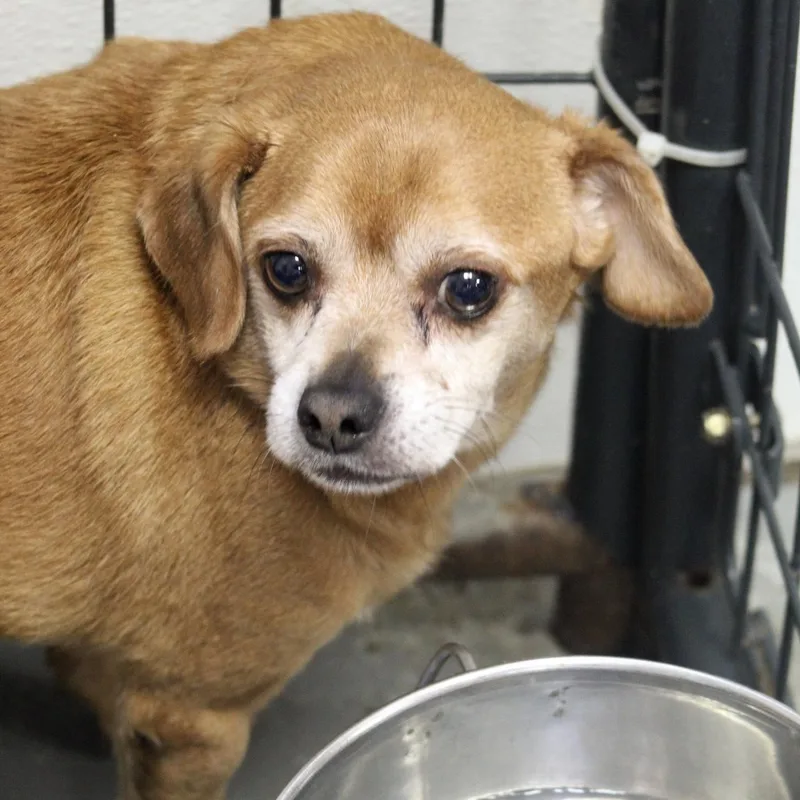 A senior small-sized male Red / Chestnut / Orange Chihuahua dog named Old Spice for adoption in Columbia, SC