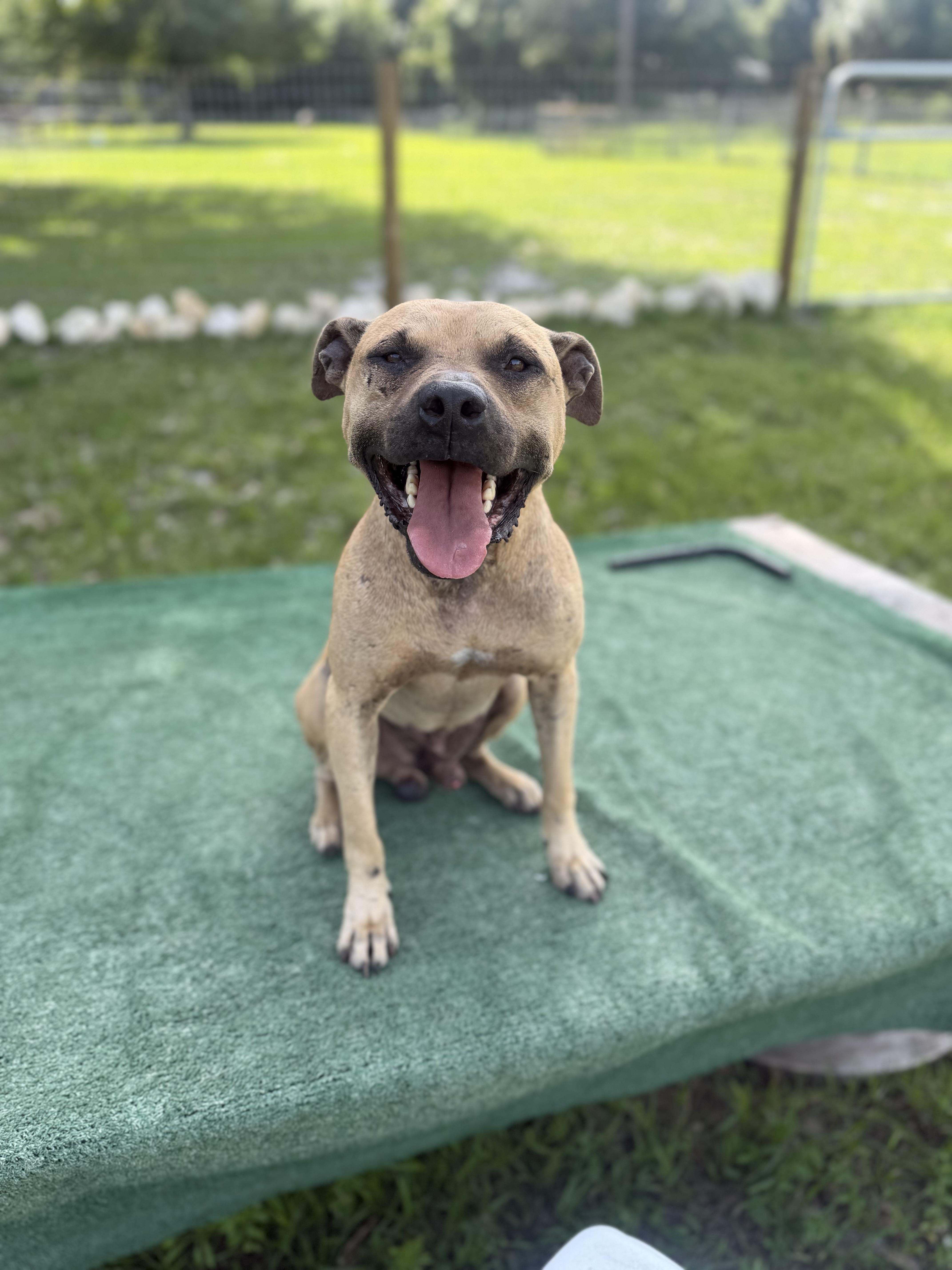 An adult large-sized male Golden Black Mouth Cur dog named Chance for adoption in Fort Pierce, FL