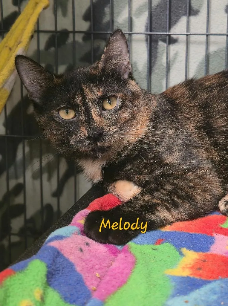 A baby medium-sized female Domestic Short Hair cat named Melody for adoption in Cedar Rapids, IA