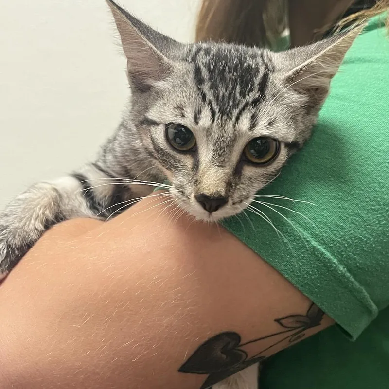 A baby small-sized female Gray / Blue / Silver Domestic Short Hair cat named Stray Hold Opal for adoption in Albuquerque, NM