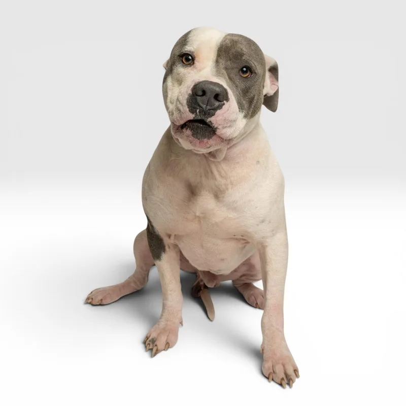 A young medium-sized male Pit Bull Terrier dog named Ducky for adoption in Richardson, TX